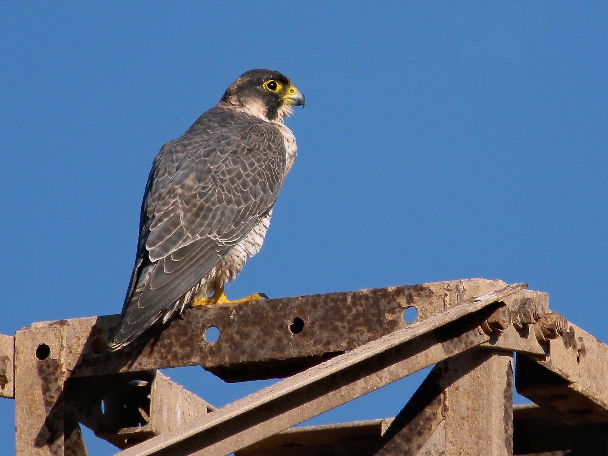 Barbary Falcon in flight