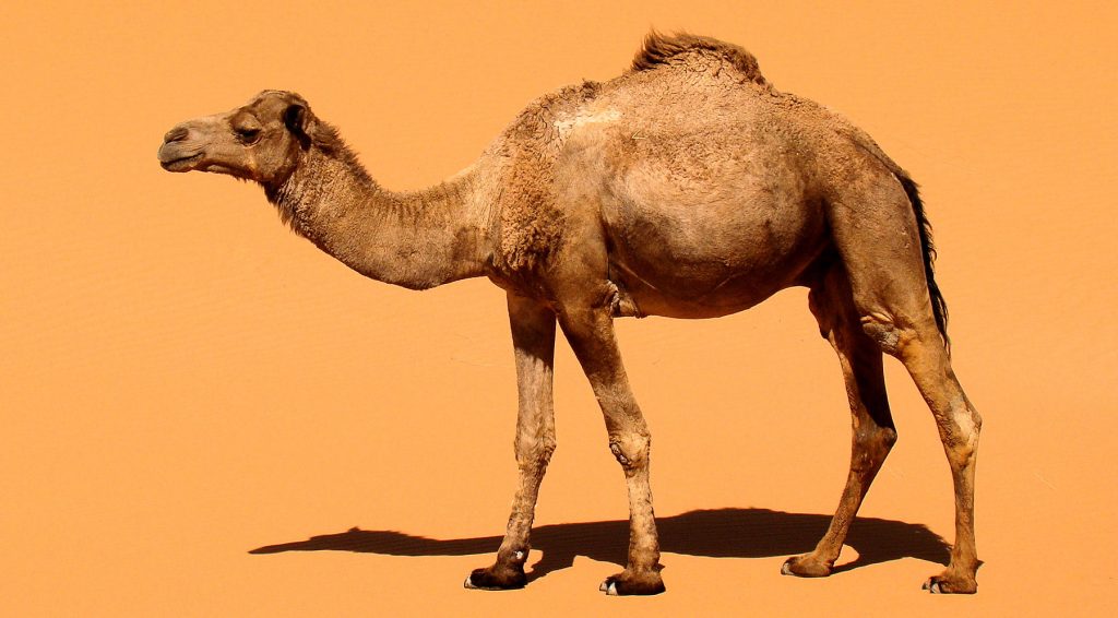 Dromedary