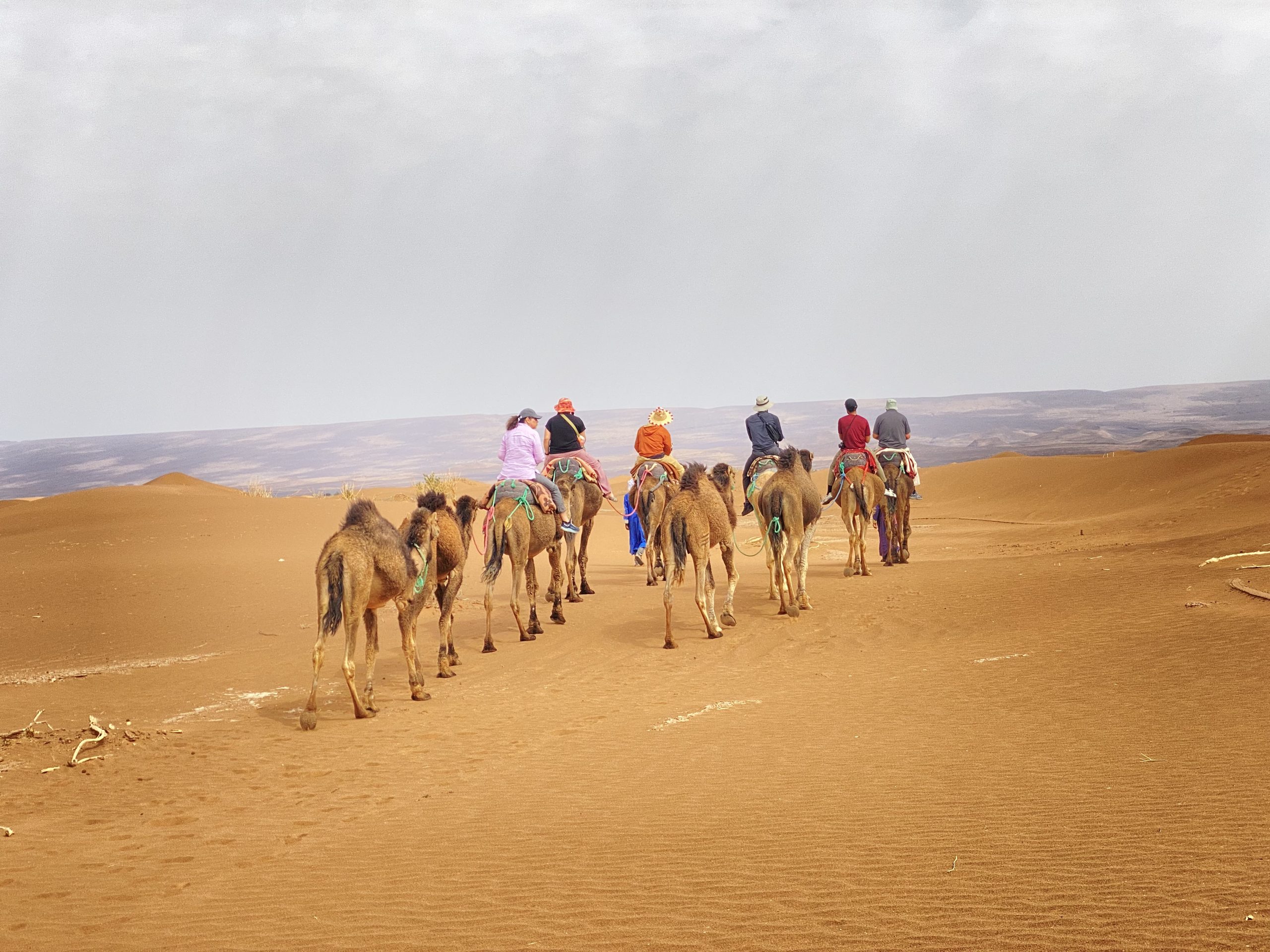 Camel Trekking in the Sahara: What to Expect on Your First Ride