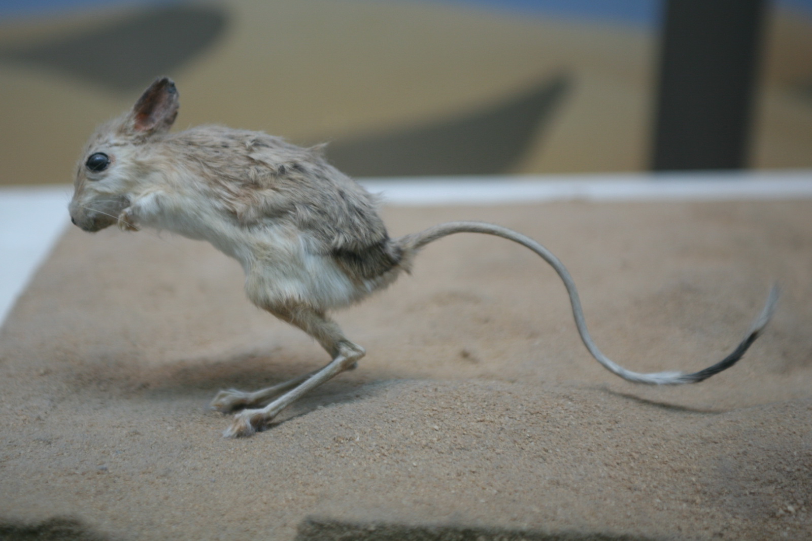 Egyptian Jerboa in the desert