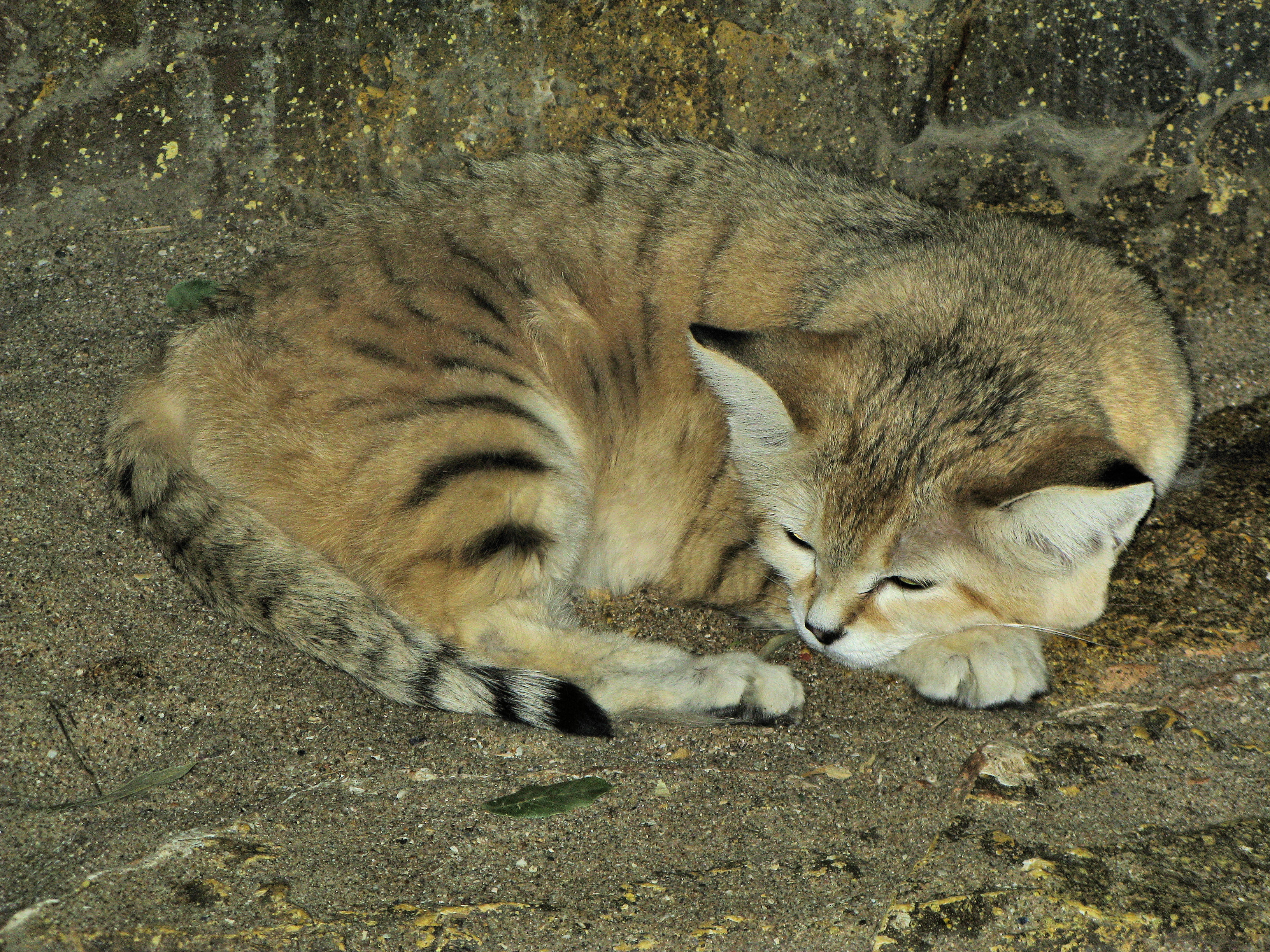 Sand Cat in the Sahara Desert