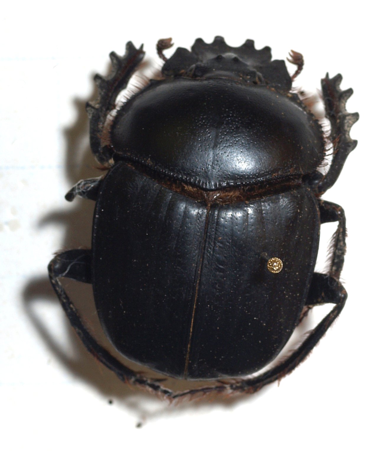 Sacred Scarab Beetle in the Sahara Desert